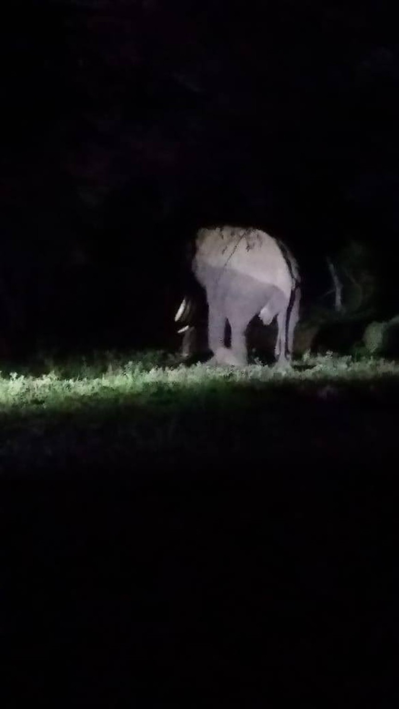 Asian elephant in the forest at night