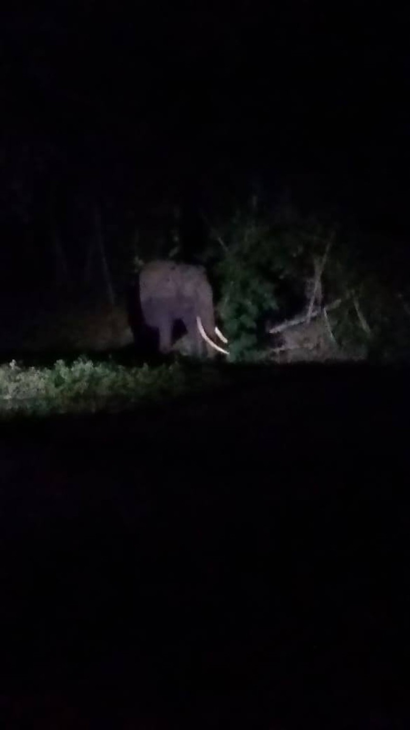 Asian elephant observed at night in the forest